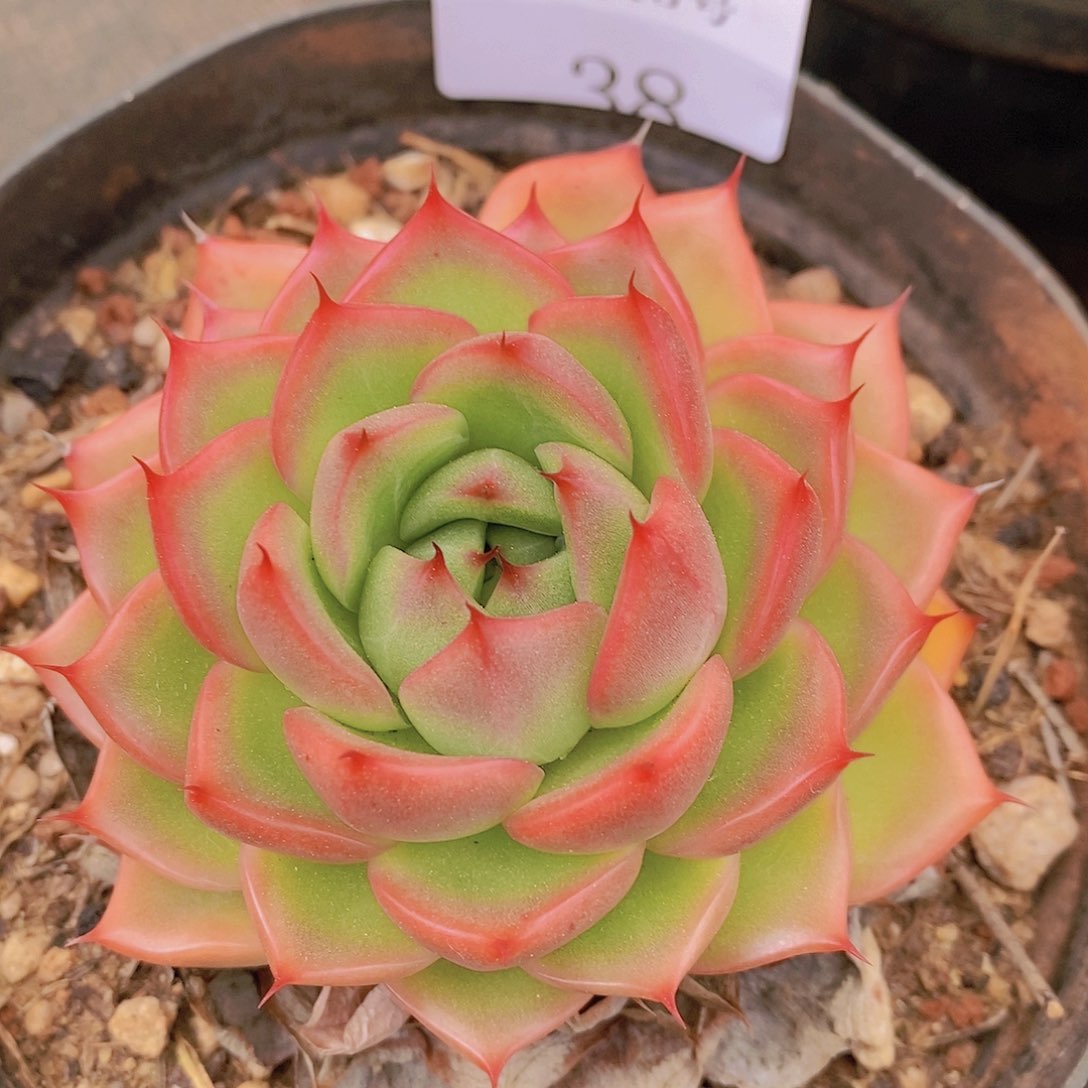 【闪购商品】云38号