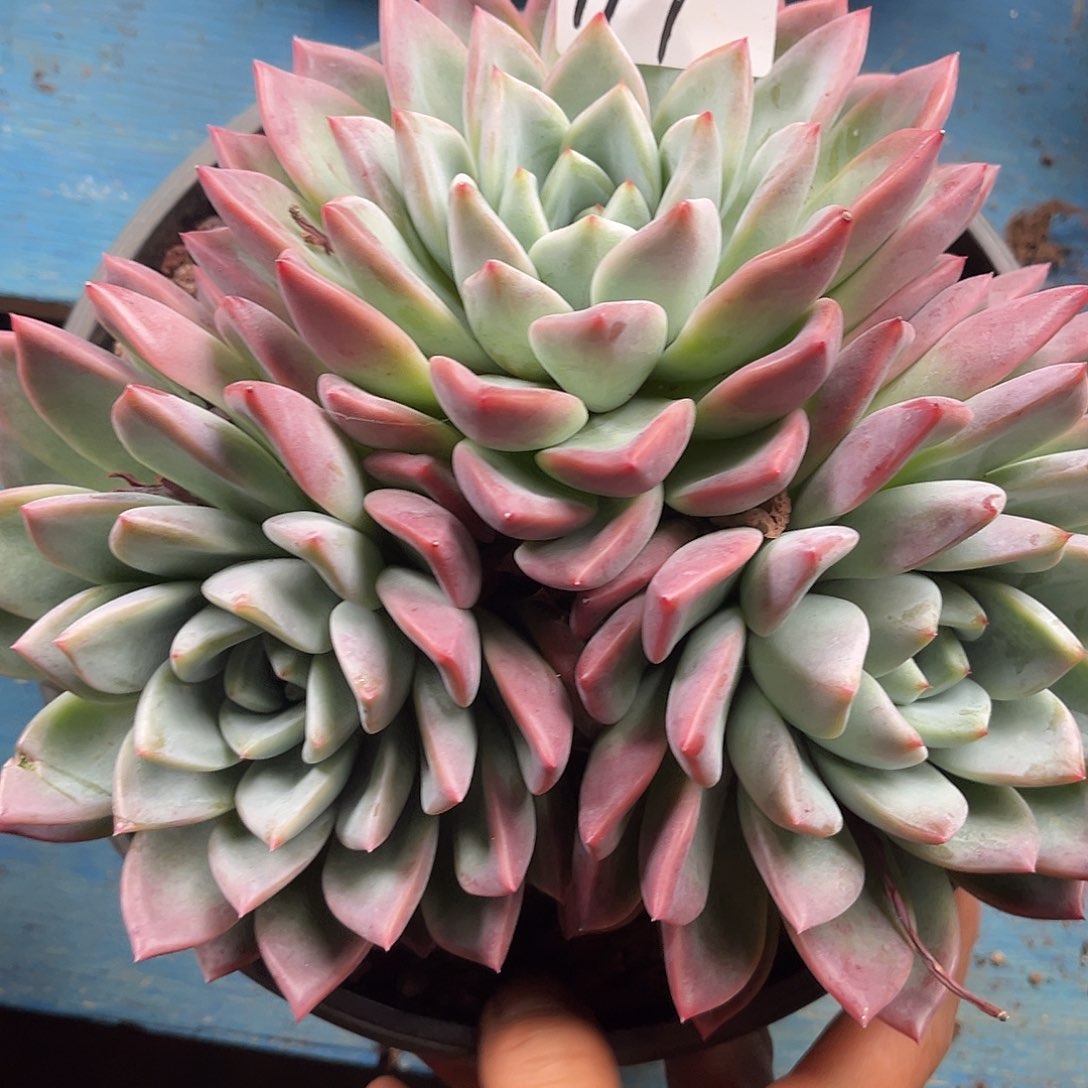 李****多肉植物精品117号39精品