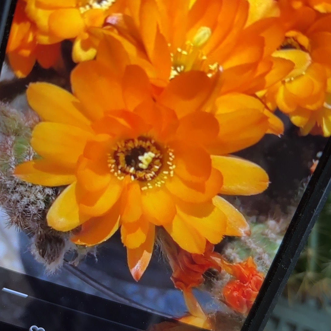 黄金白檀5颗瑕侧牙20包邮仙人球34