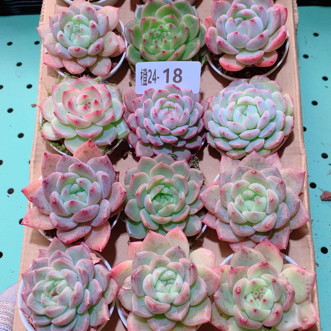 24-18一物一拍多肉带盆18颗