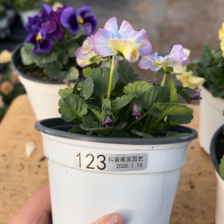 红陶抖音直播闪拍123