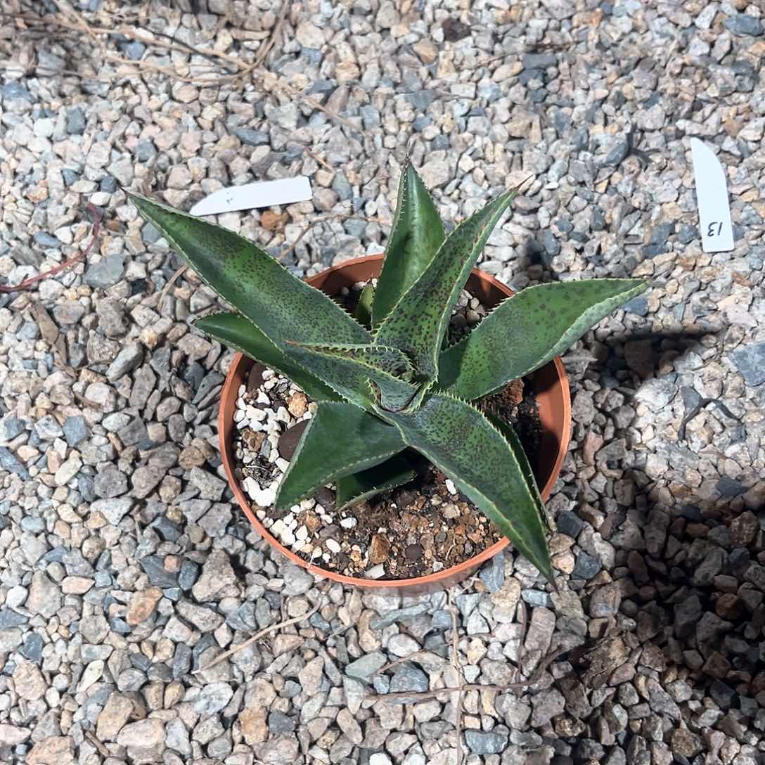 水****?疯狂翘发随单10