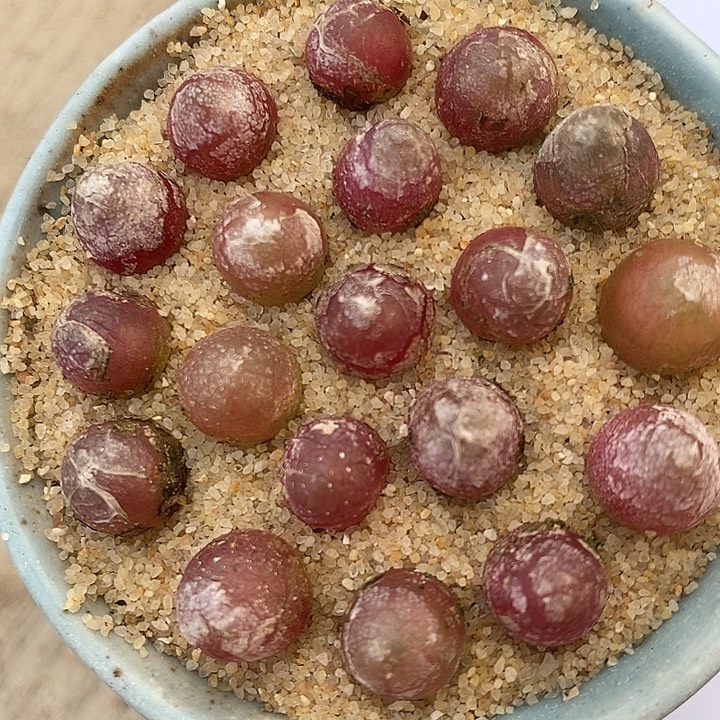 30112灯泡一组。        