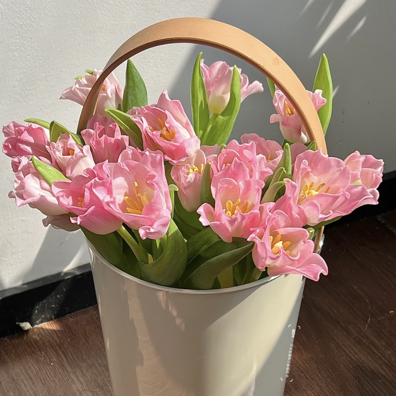 【五颗装（五度球）】贝粉郁金香种球盆栽新手易养护爆花强发货快