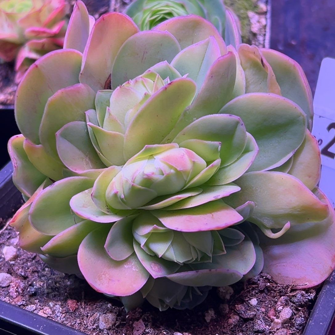 孤品朵朵220山地玫瑰多肉