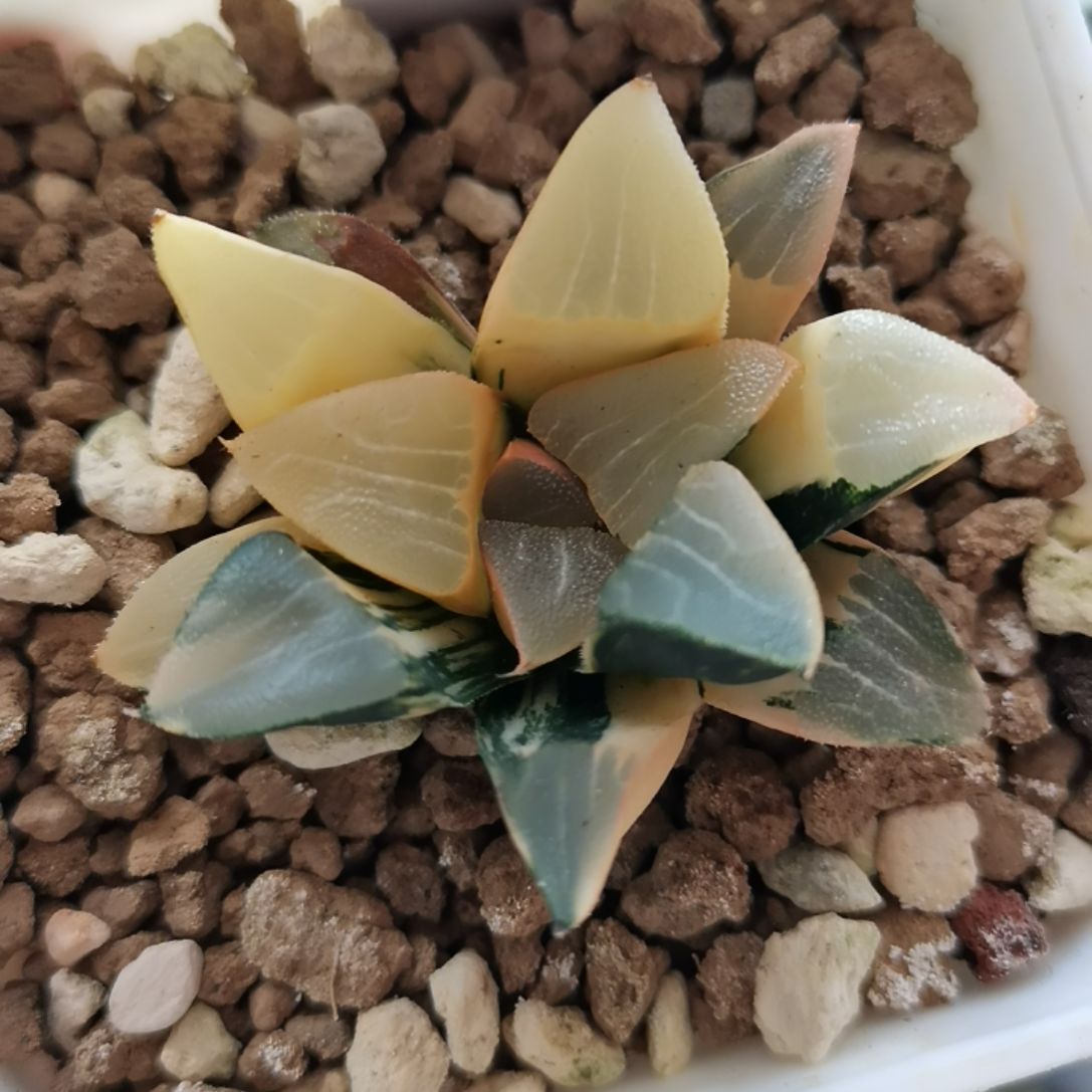 122号实生克锦一物一拍带盆土发货