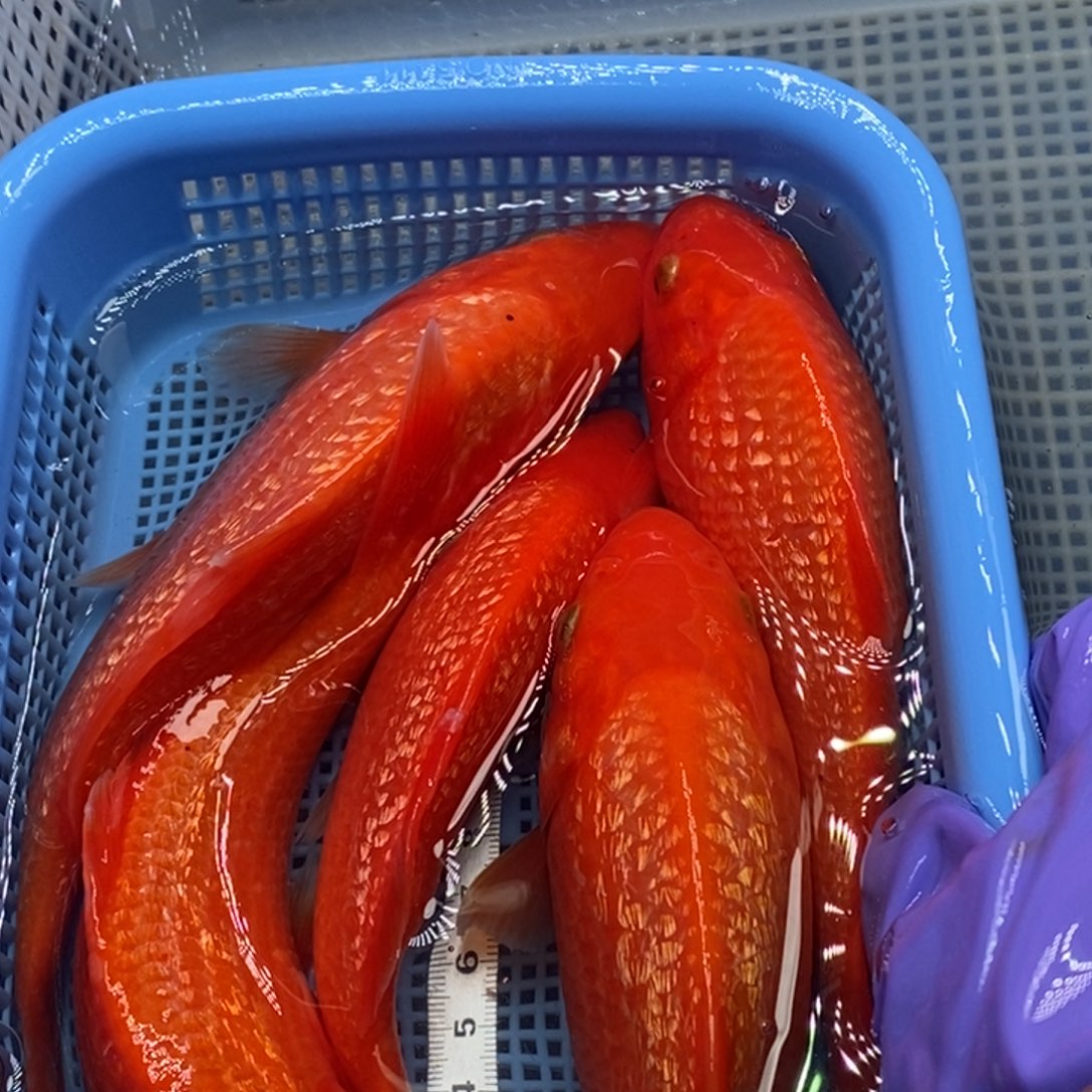锦鲤冷水锦鲤包邮