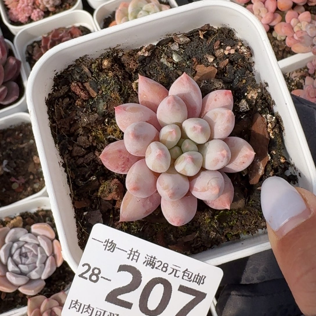 所罗门无盆土发货无盆