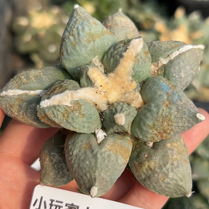 113  有根 仙人球的故事是