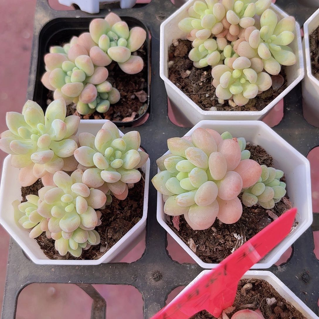 精品洛可可多肉植物