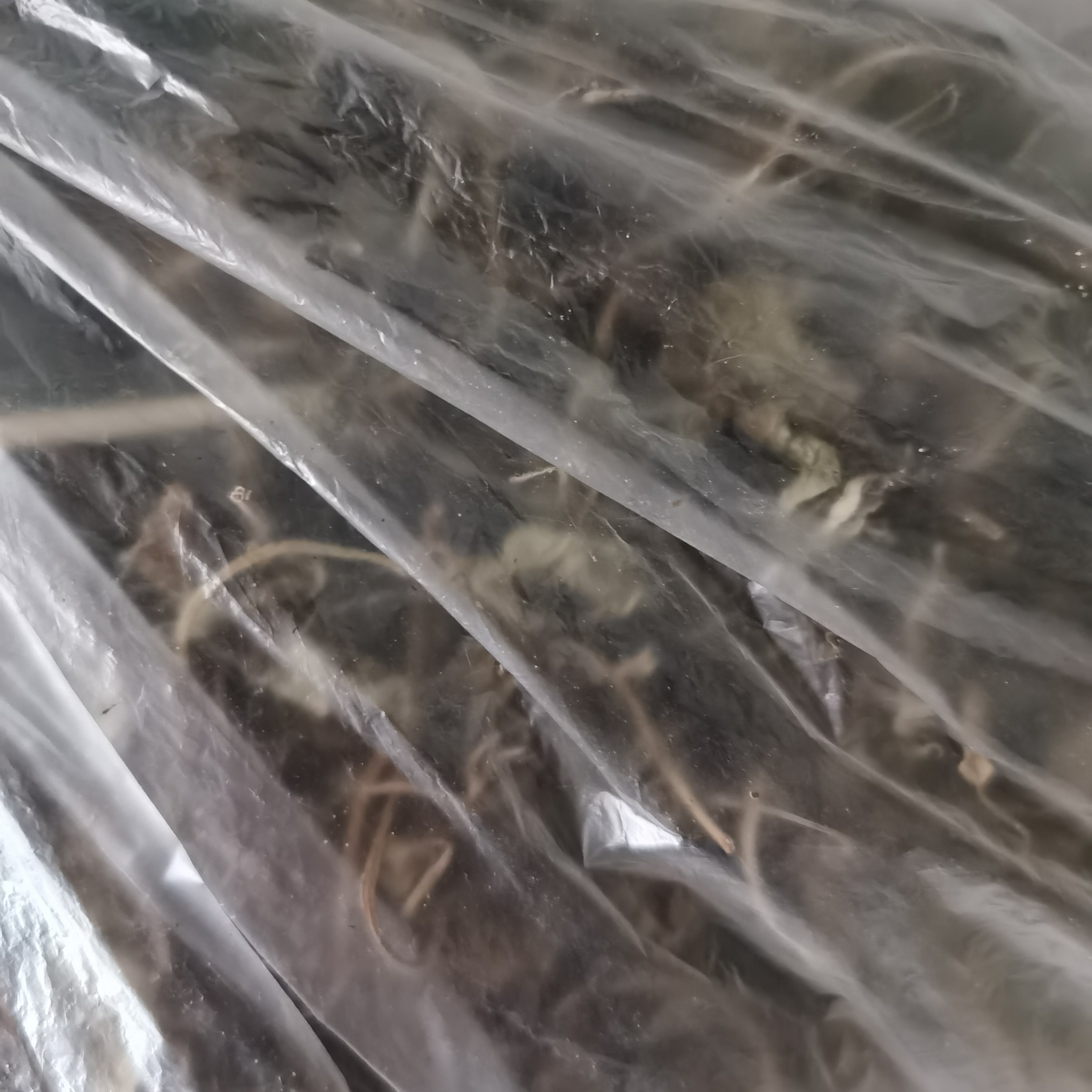 【干香椿】秦岭干香椿新鲜晒干香椿芽嫩芽干香椿春菜