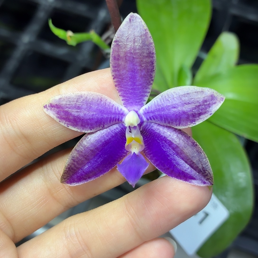 当前无花朵，栽培后可花朵A581yss1230