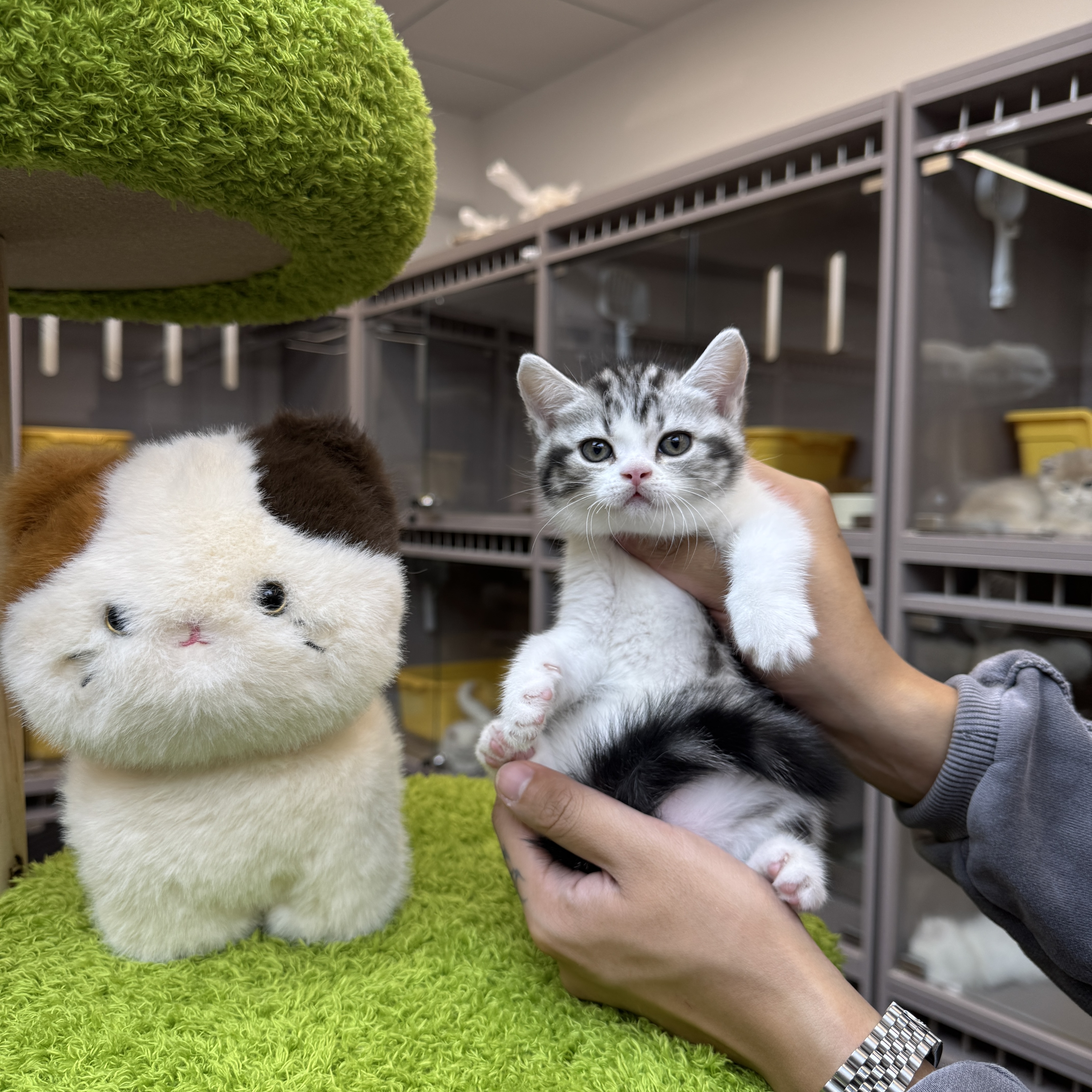 大嘴精品猫【美短起司猫妹妹】