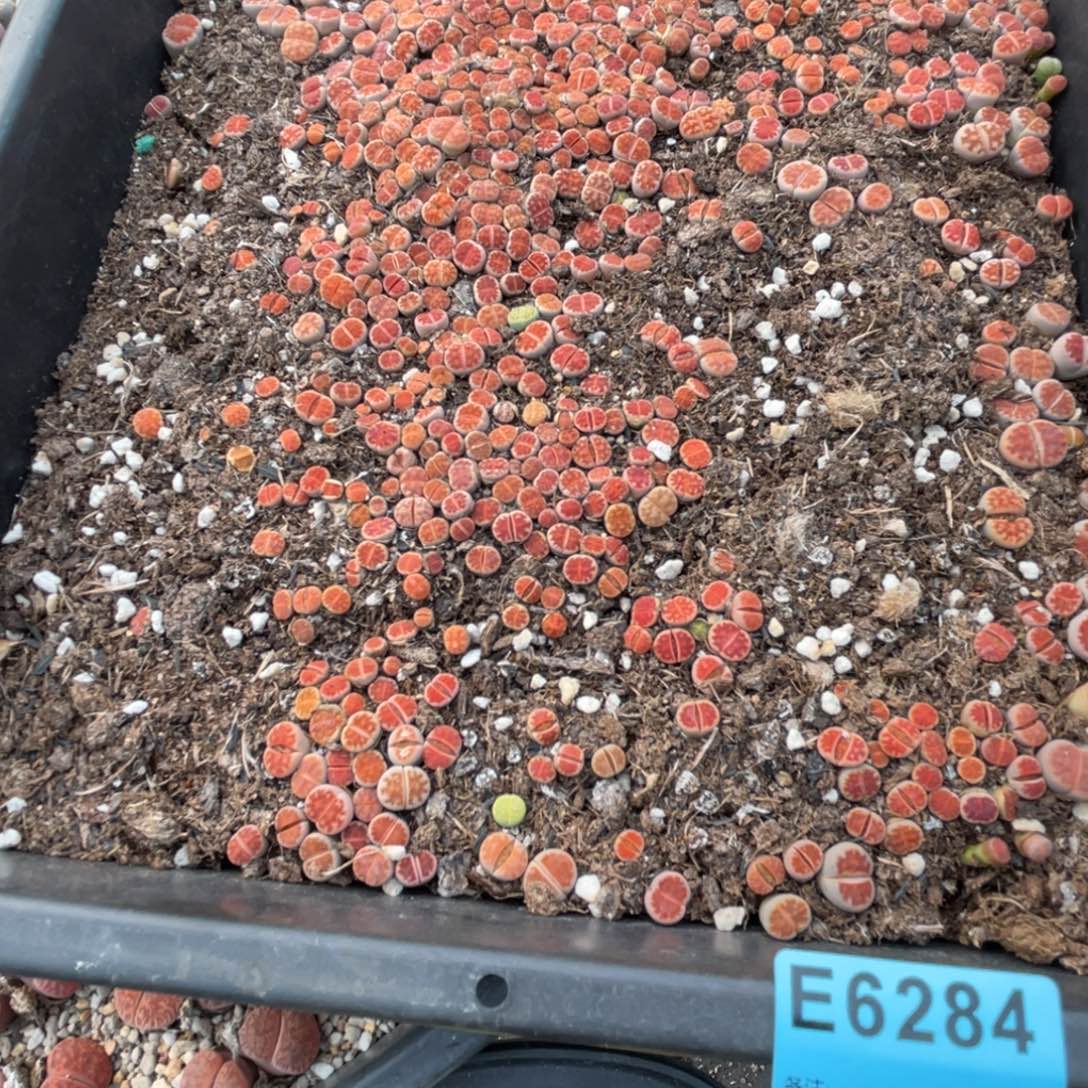 禾***肉6284筐福利不售后