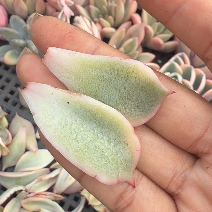 一组叶片腹欧你锦一组