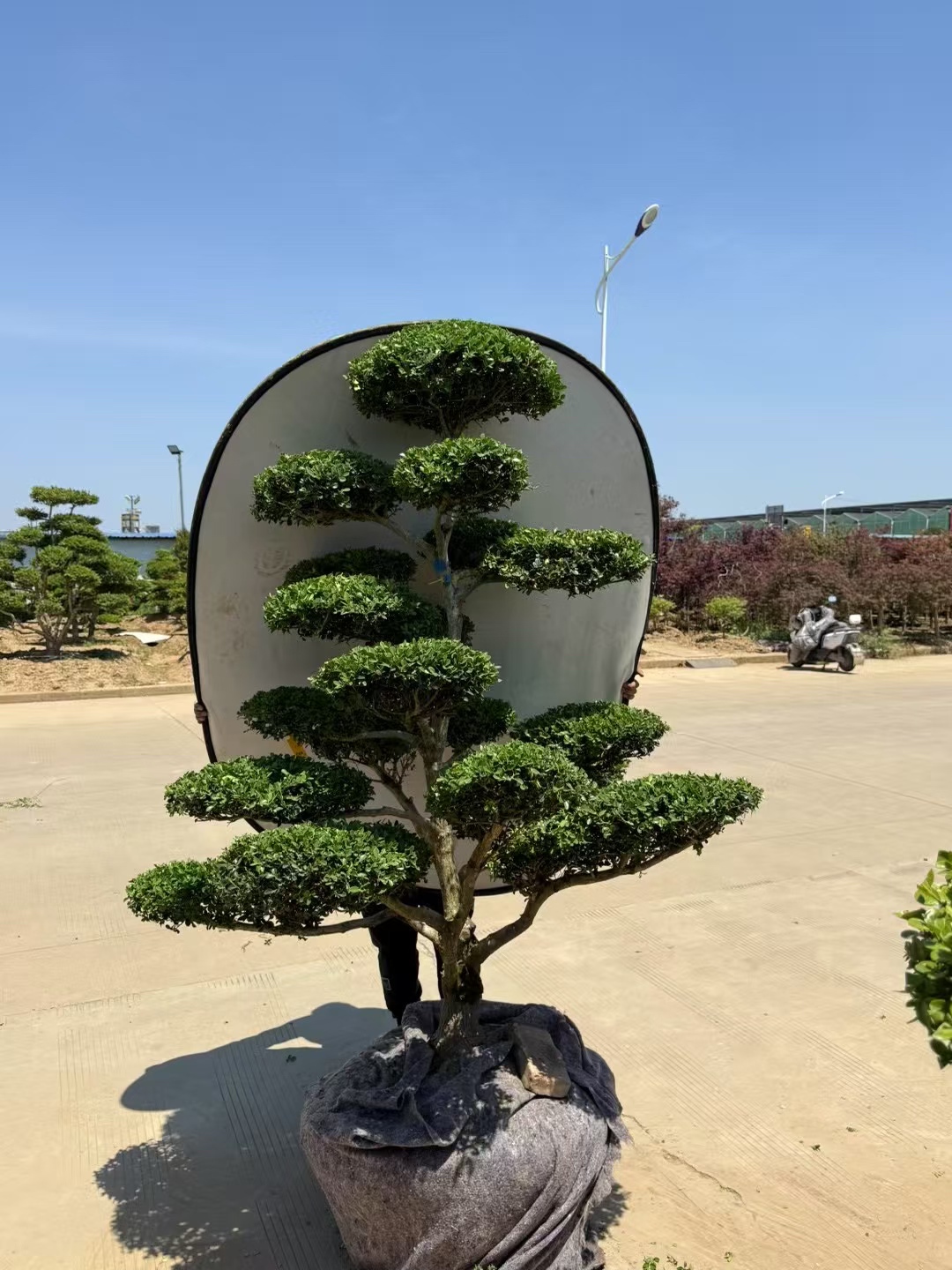 小叶黄杨造型庭院别墅造型景观树四季常青耐寒耐冻瓜子黄杨造型树