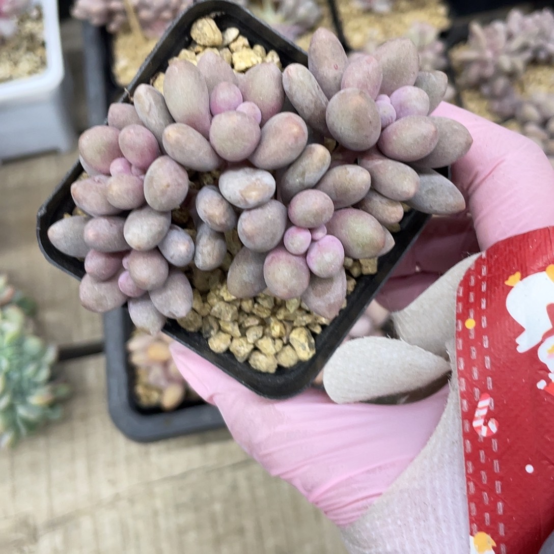 桃花奶酪群生。     