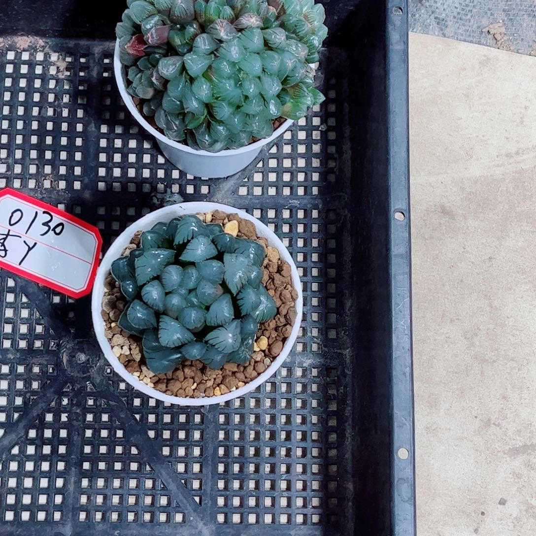 蓝镜潘氏一勿一拍