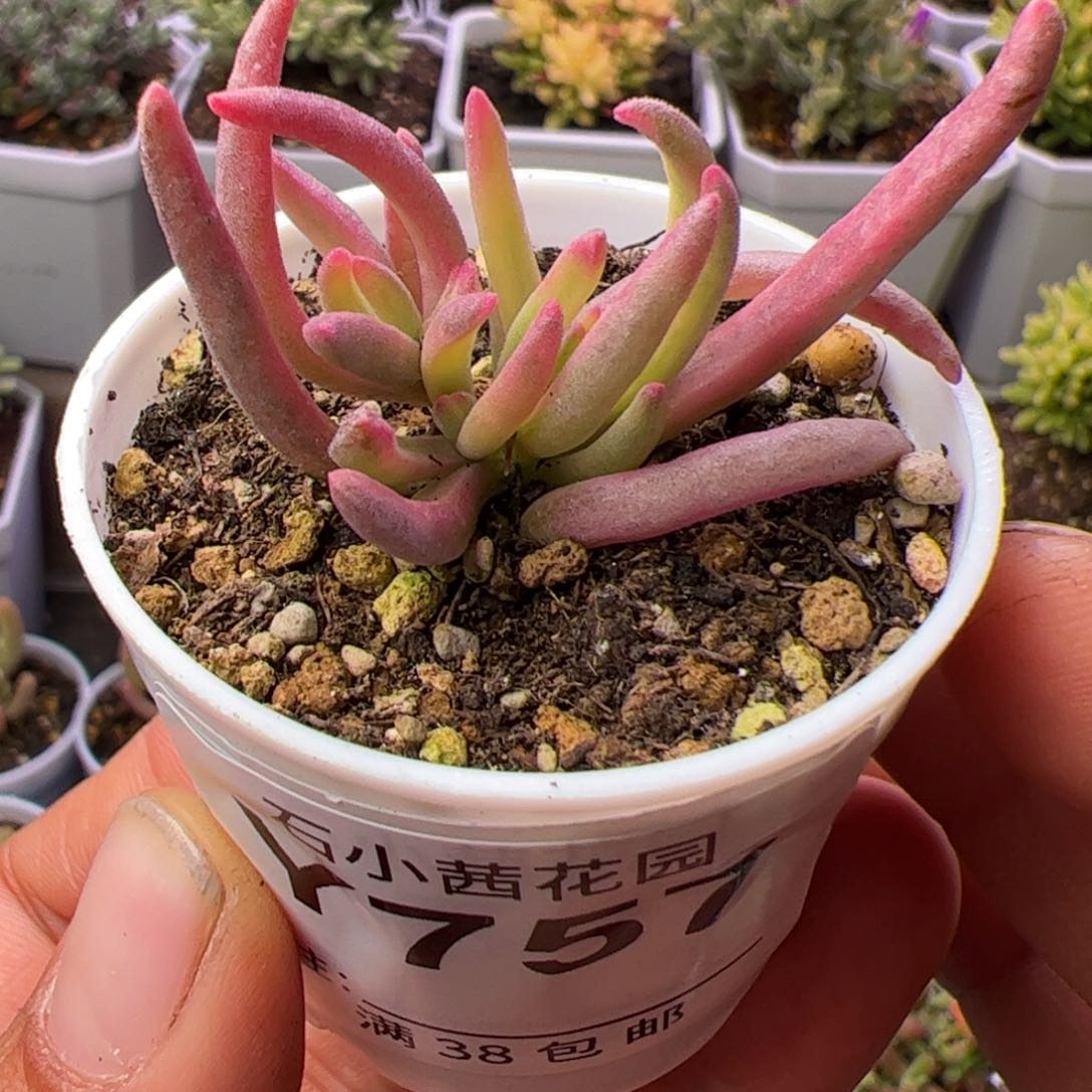 多肉植物枝干冰化锦