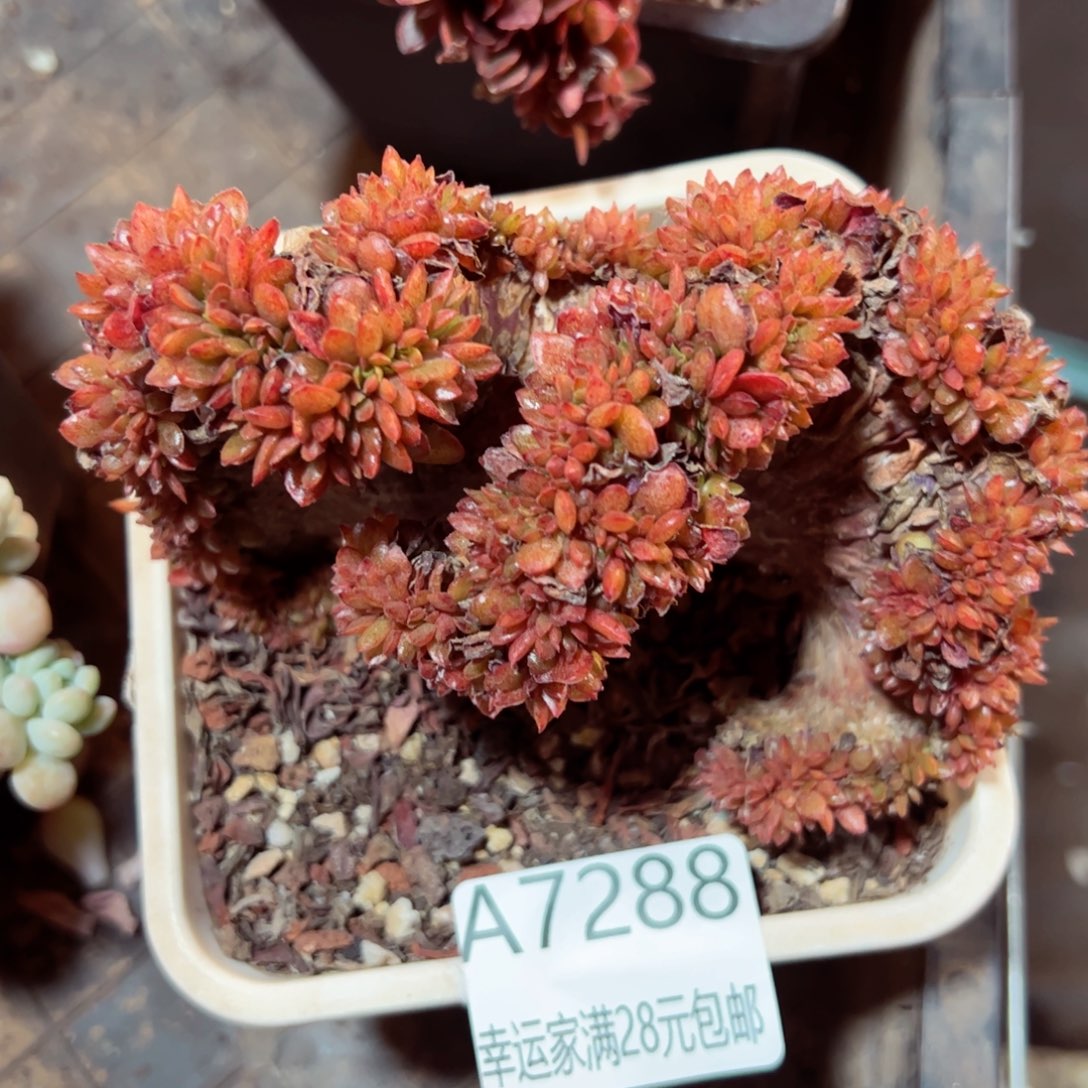 幸运的是我的朋友