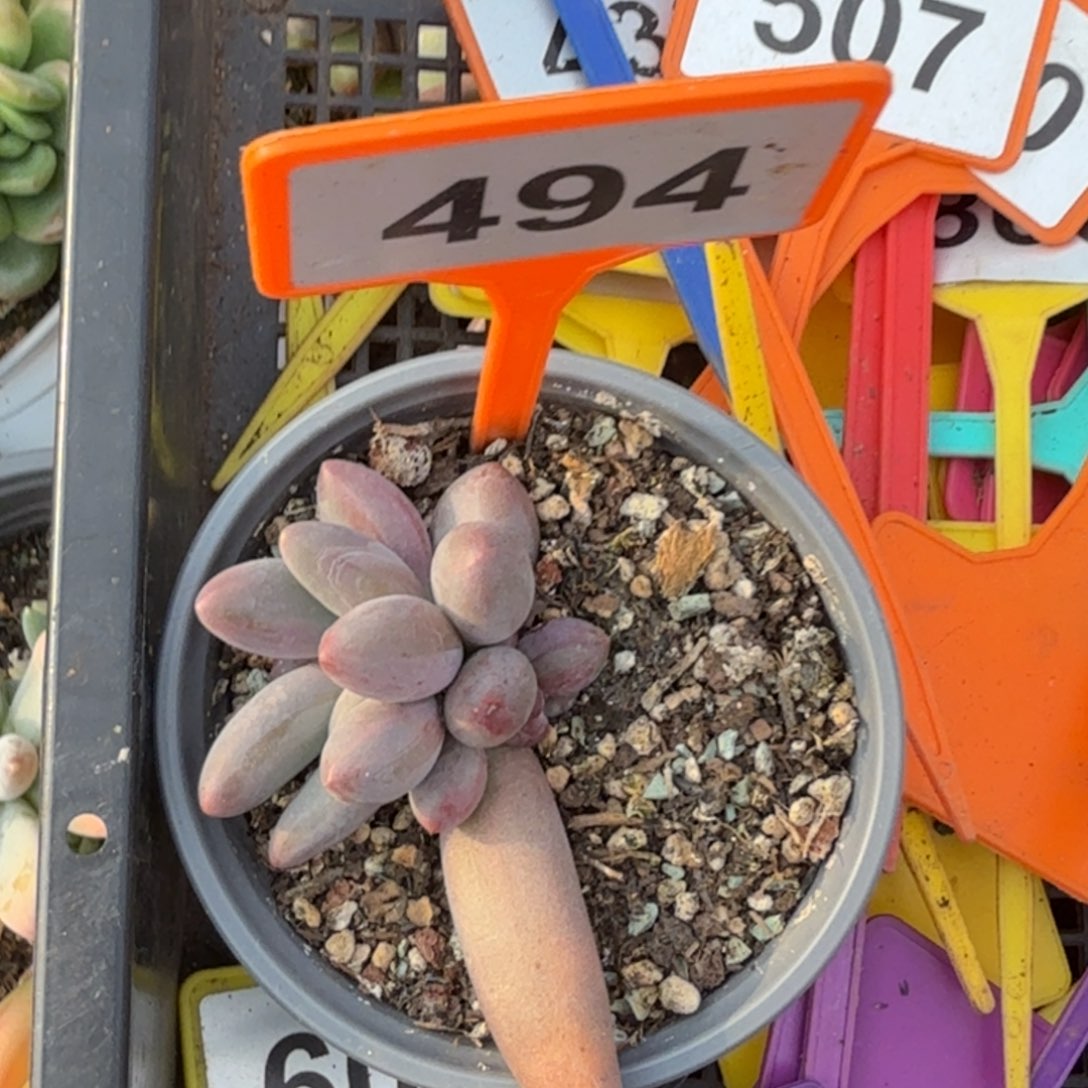 夏***朗多肉植物烟化群494