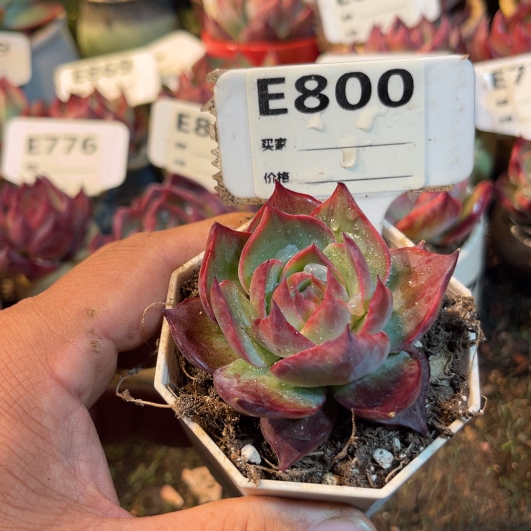 惊鸿一瞥800号多肉