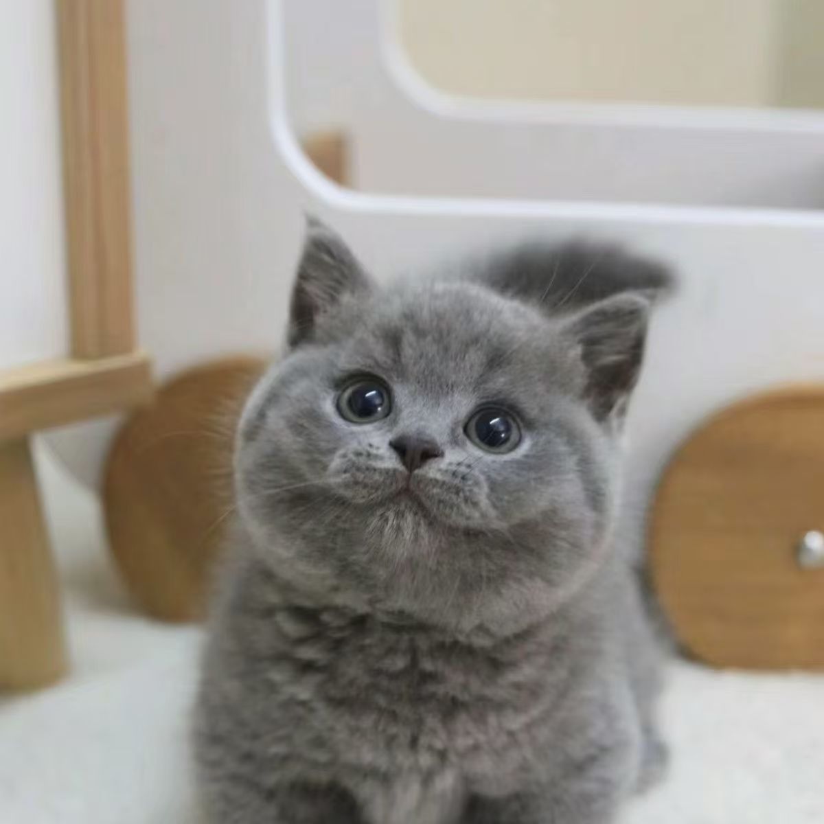 购买挑选英短蓝猫蓝白金银渐层银渐层美短缅因猫布偶暹罗加菲猫