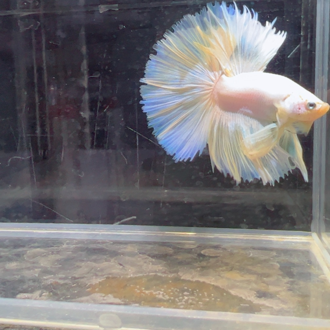 斗鱼浅色特殊尾hhhh