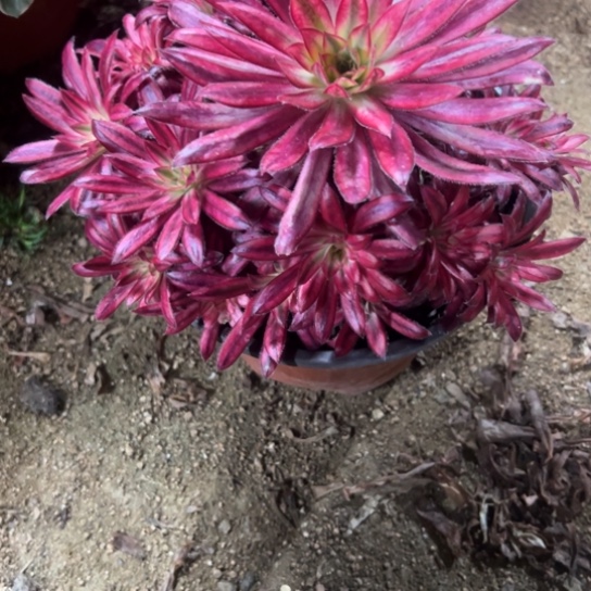 843朱雀多肉植物花了