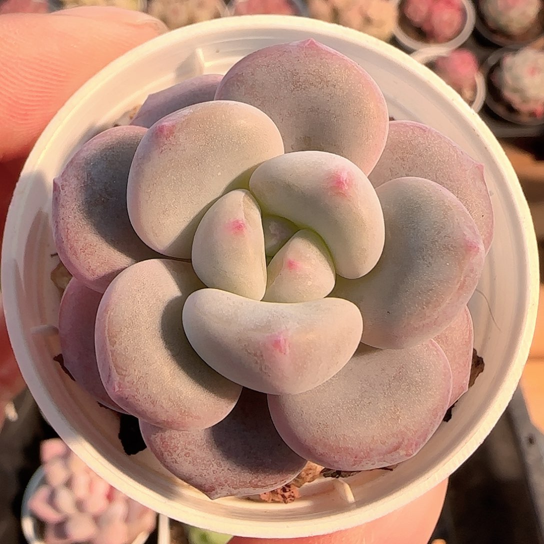 多肉1207-243福利