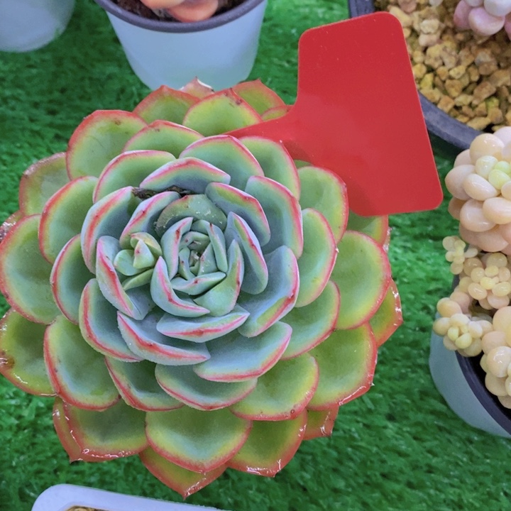 多肉植物，开心多肉