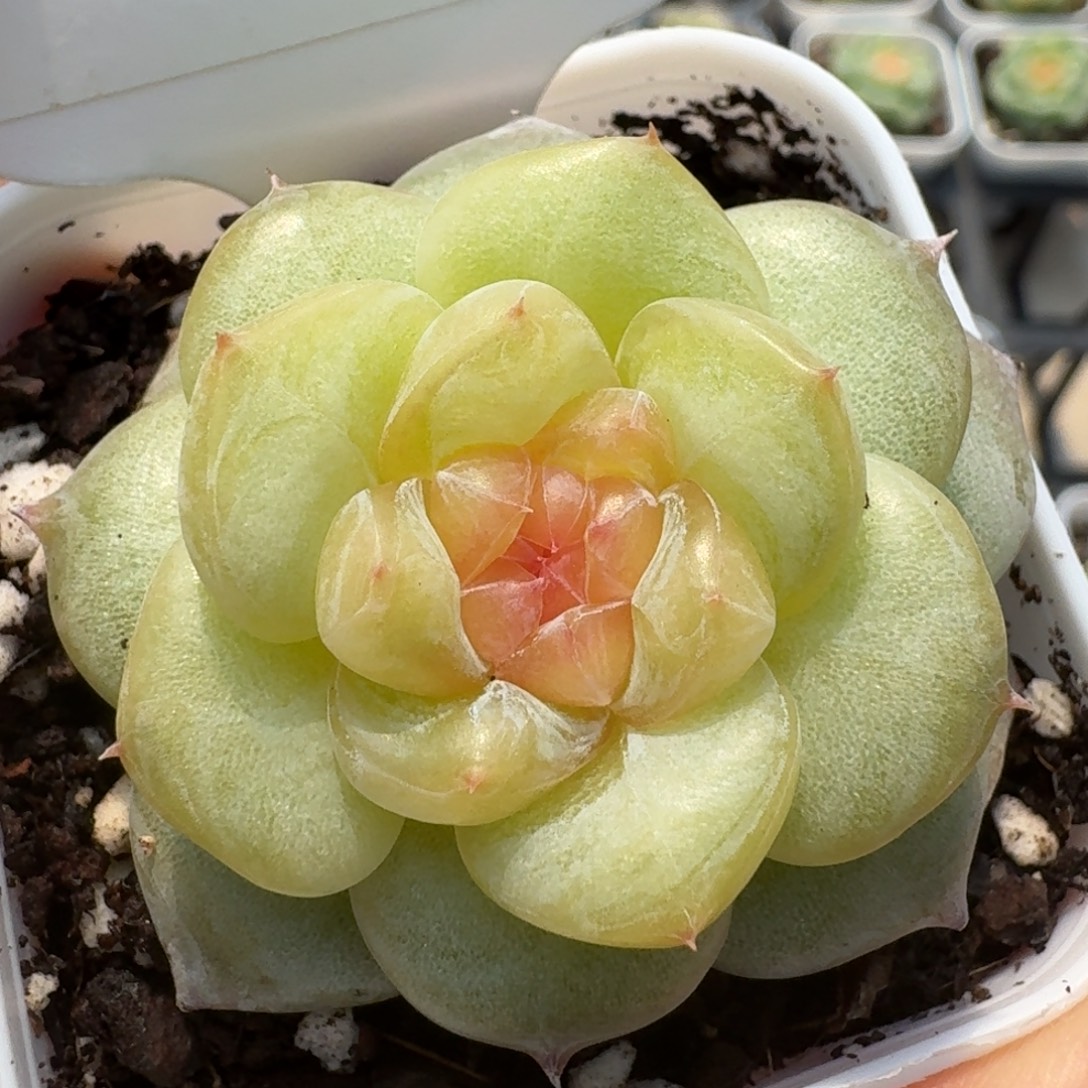 0802-25-芳草4单头一颗