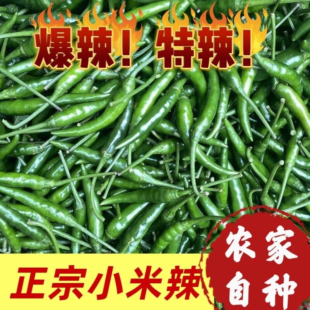 新鲜艳红现摘多种辣椒包括杭椒尖椒小米椒等特辣中辣可选