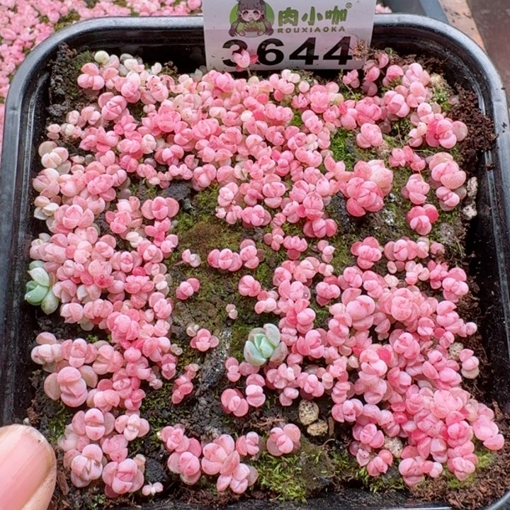 多肉植物多肉植物