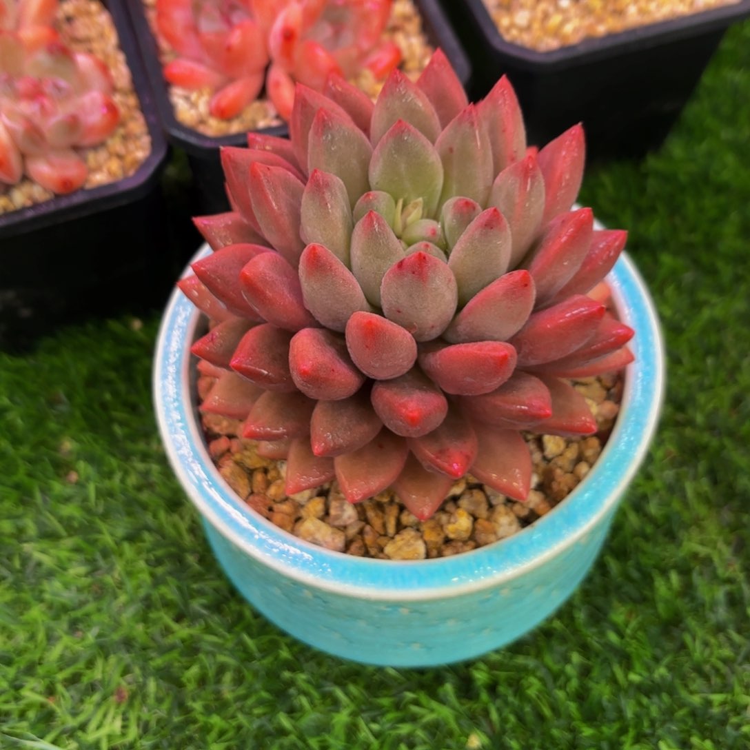 玻璃球，多肉植物