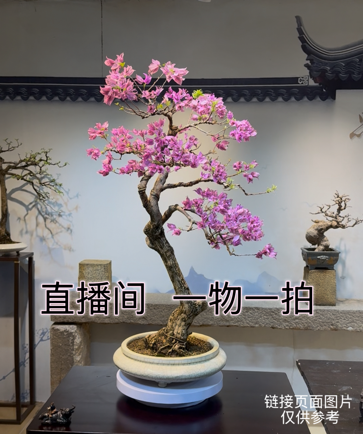 三角梅一物一拍链接（直播间实物为准）