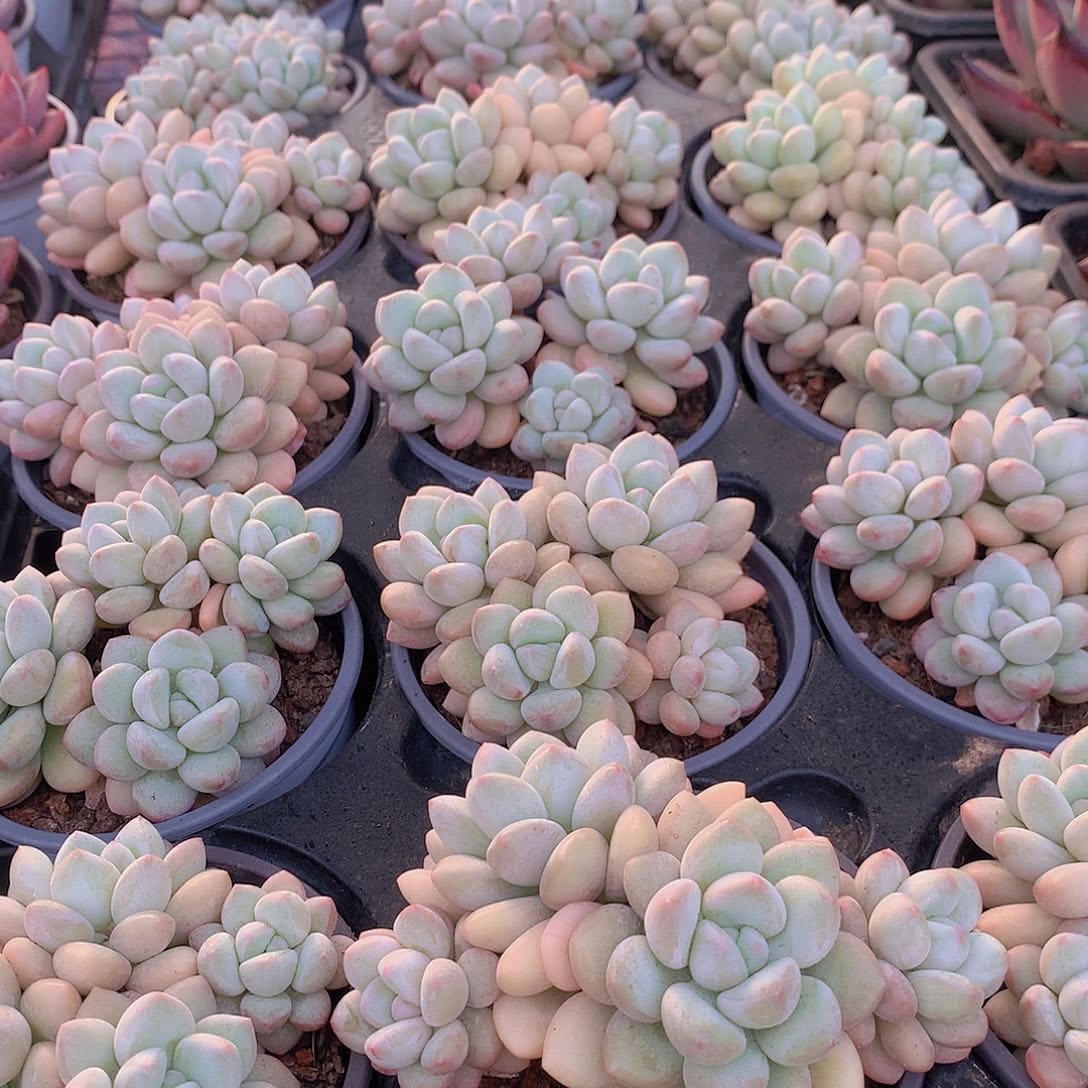 泡泡糖群456789990000