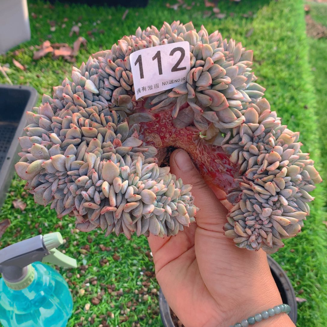 112橙子多肉植物