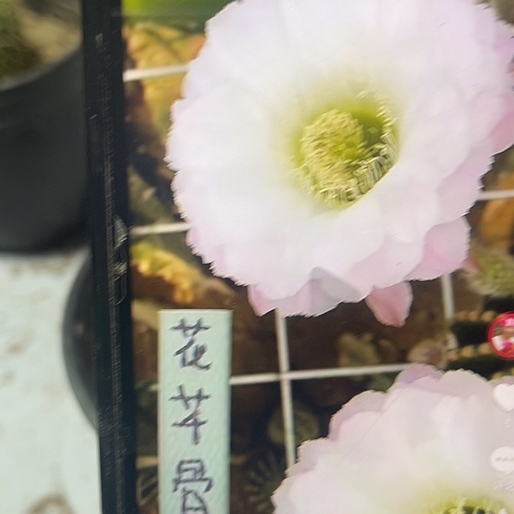 004仙人掌嫁接花芊骨彩草
