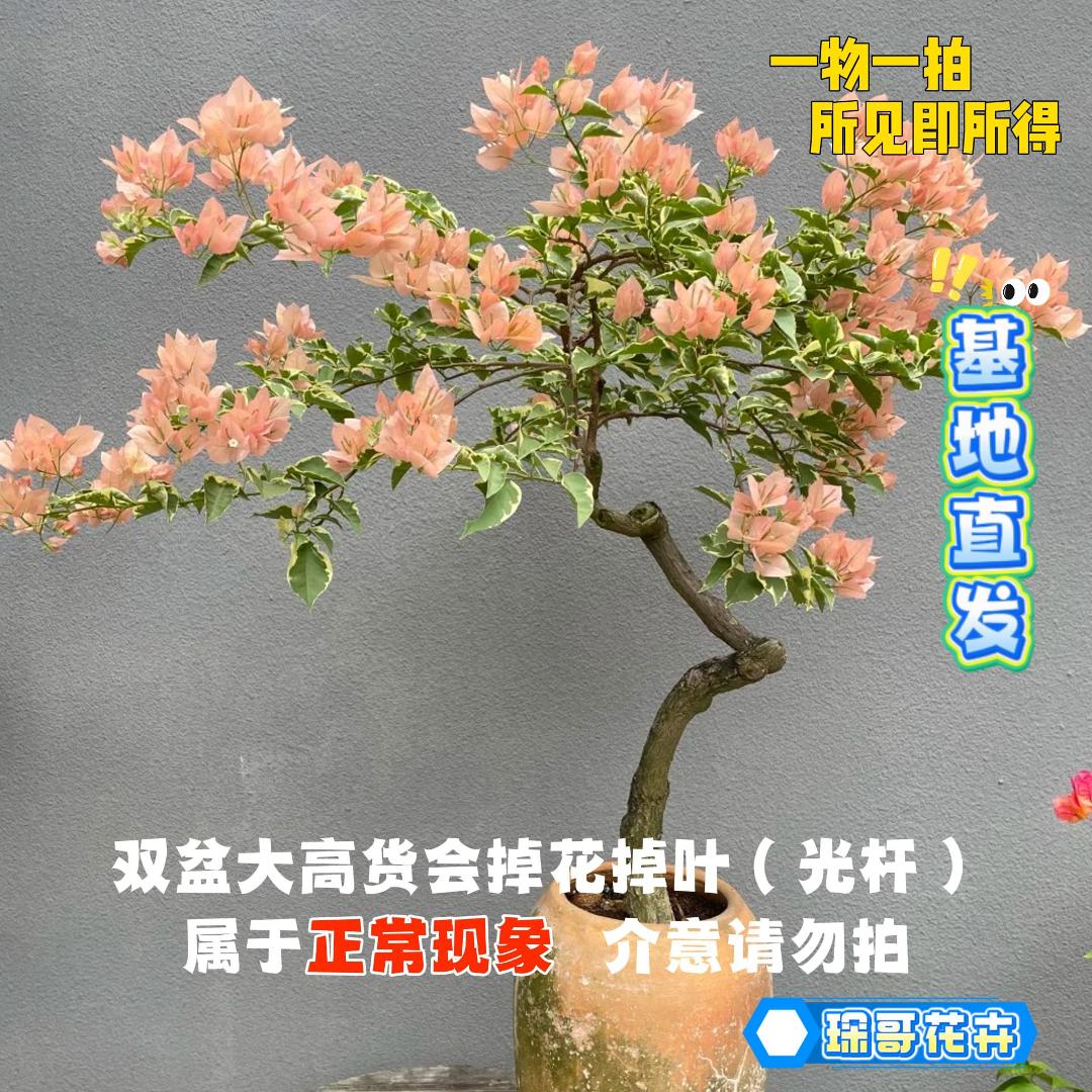 琛哥【19单盆一物一拍】室内外观赏带盆土耐活三角梅！