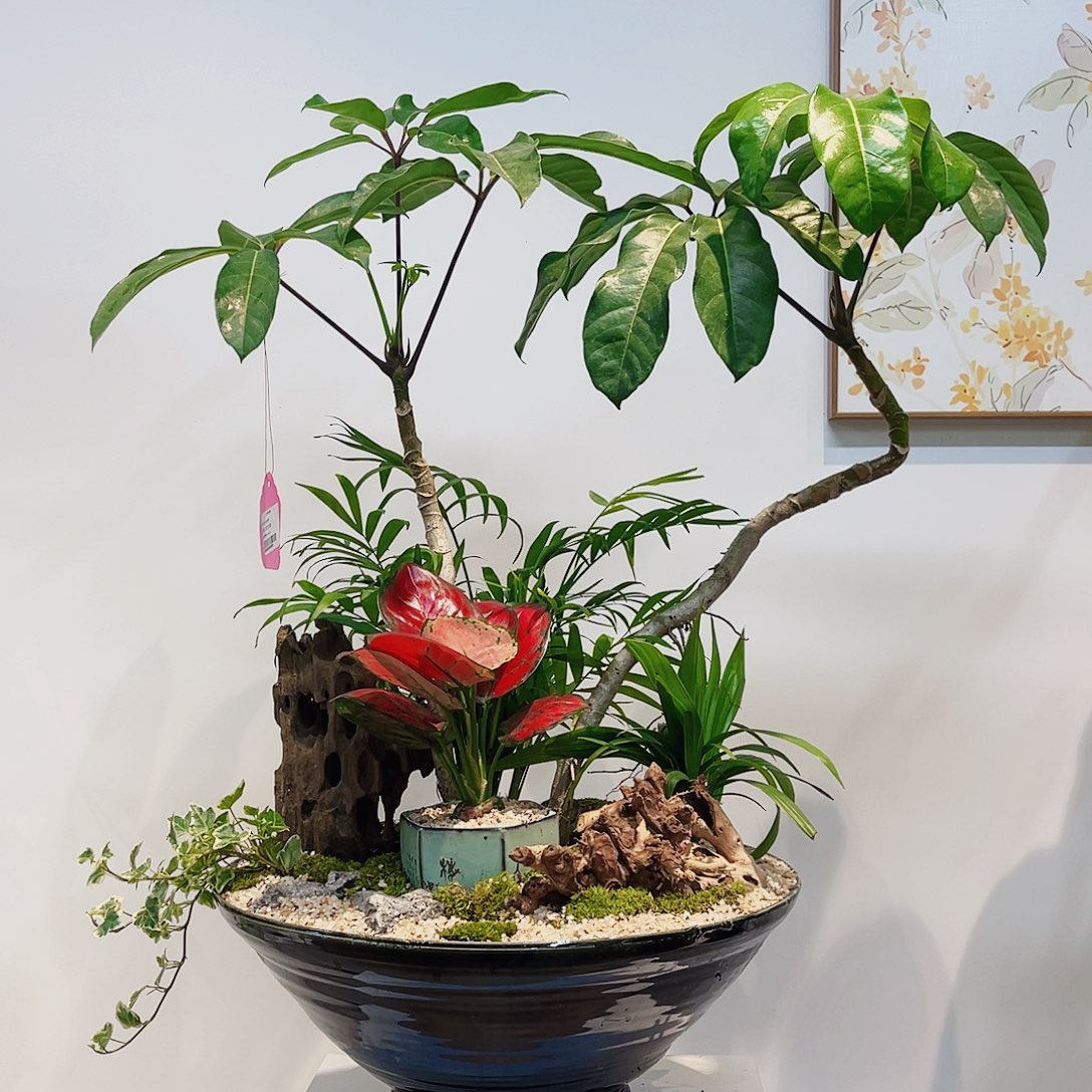 高端绿植一物一拍