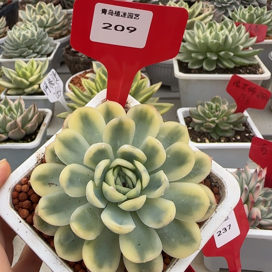 209草莓冰锦多肉植物