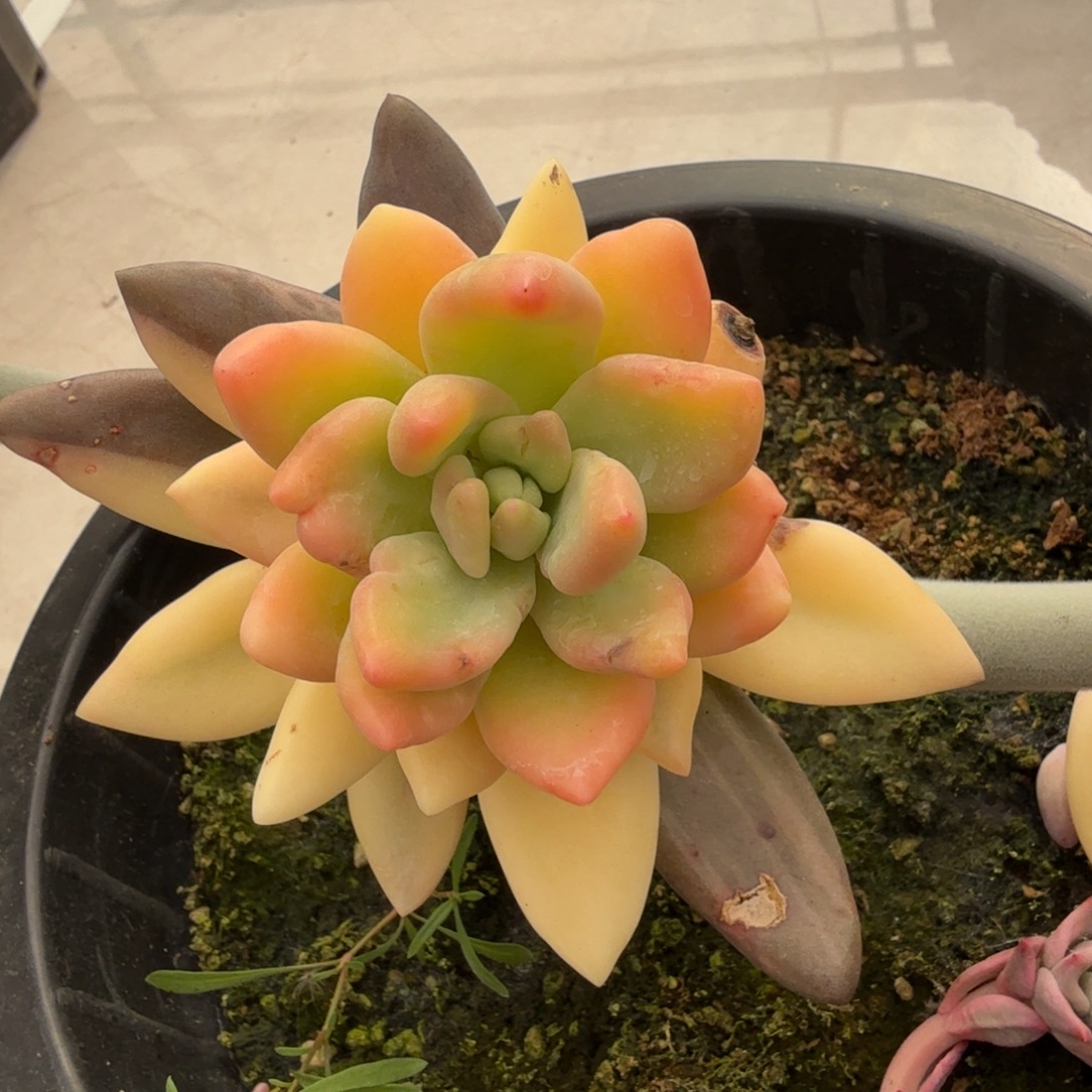 紫哦哦锦di按计划一颗的推进