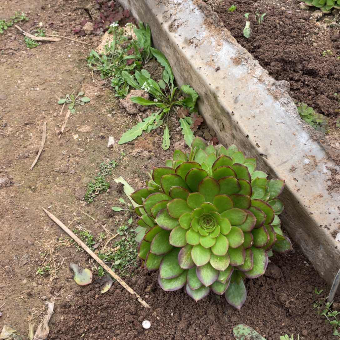 红魔多肉法师断枝不包