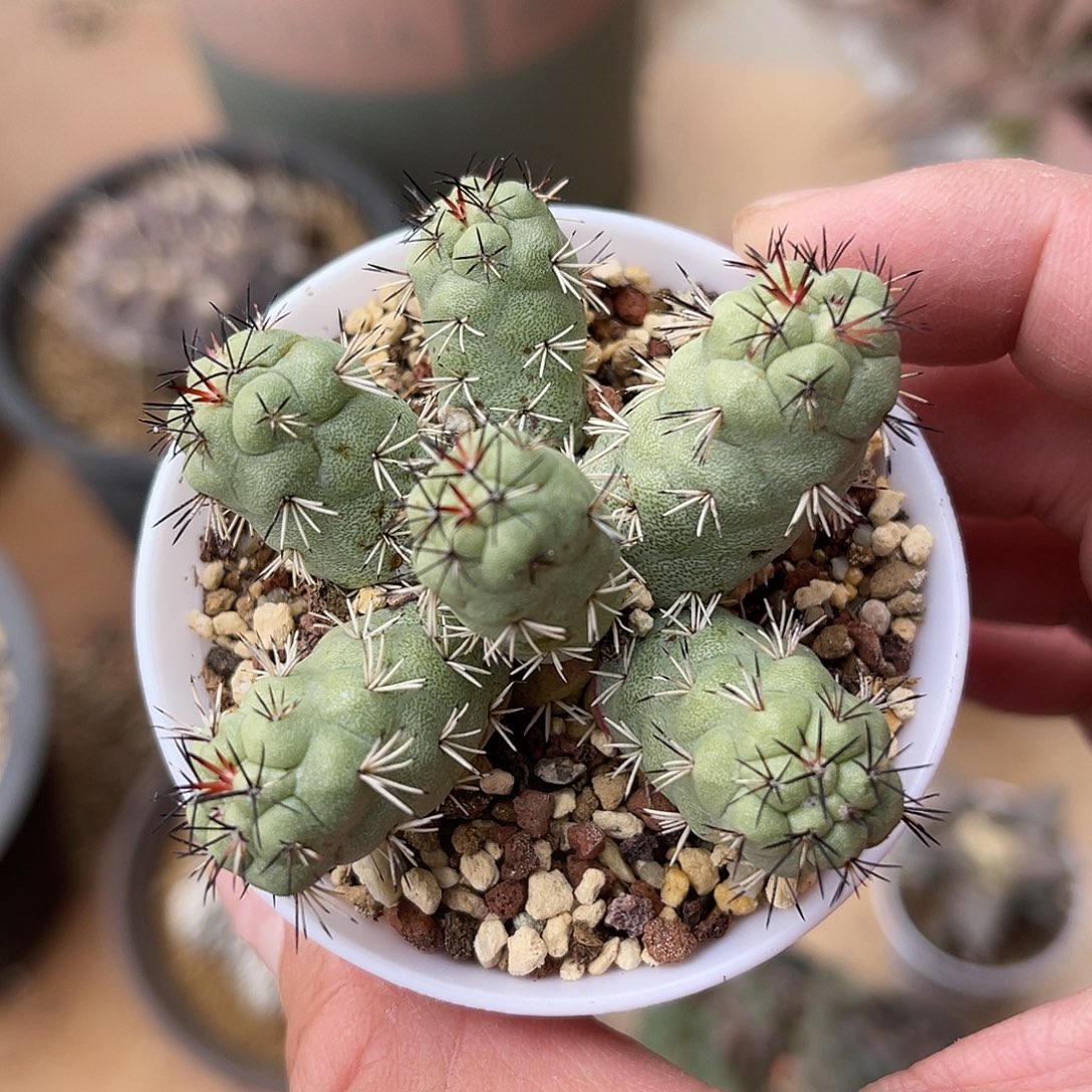 大尤帝王丸一物一拍