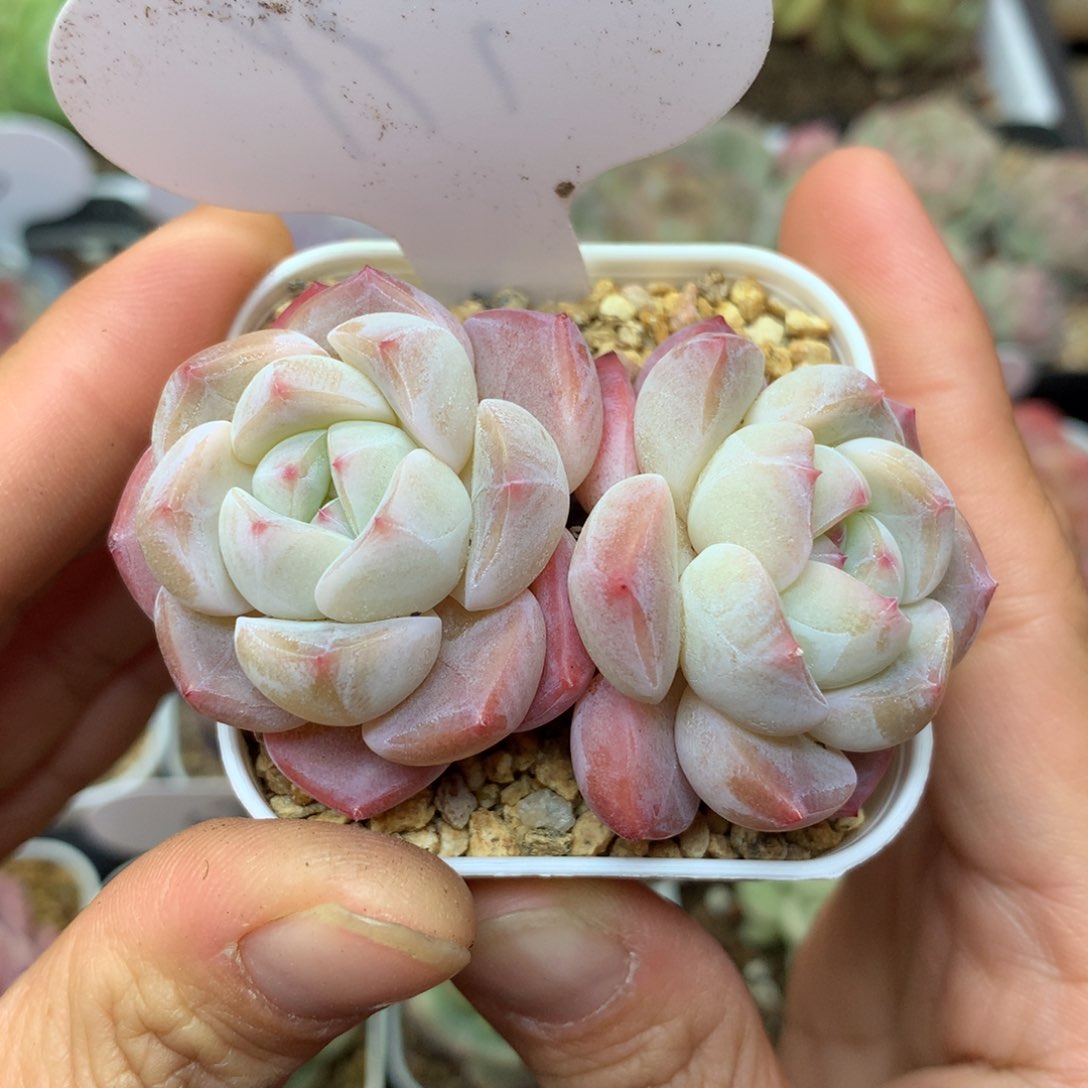 双头刚毅老桩179