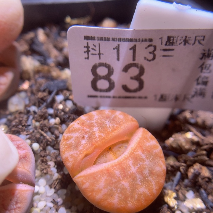 精品生石花113.83拿铁