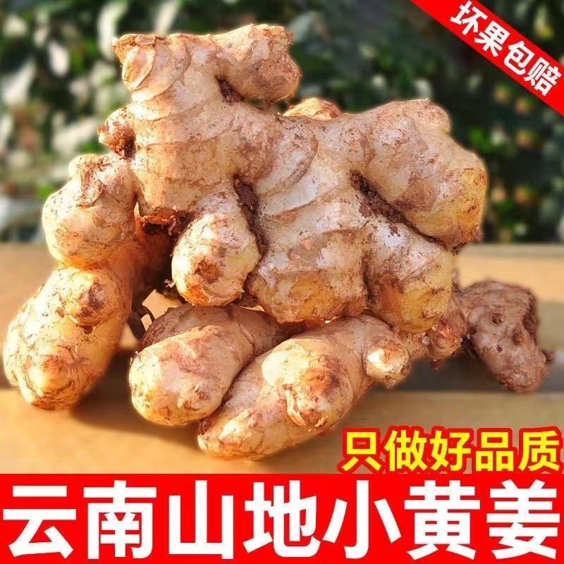 4云南高山小黄姜新鲜现挖3/5/9/斤泡姜香辣去腥产地直发