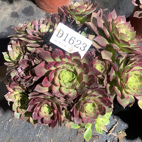 1623万圣节黄锦多肉法师