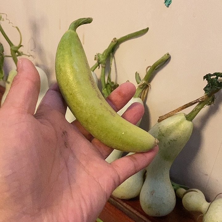 内**叔青丝葫芦手把件条